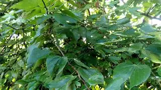 PATA-DE-VACA BRASILEIRA, BAUHINIA FORFICATA.