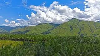 A rural oil palm sucess story in Markham Valley