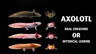 Is the Axolotl a Real Creature or a Mythical Legend? | 10 Knowledge Daily