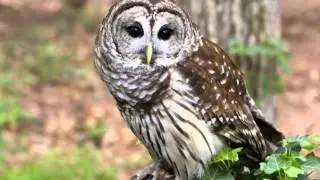 96 Owl, Barred   Ascending hoot, caterwaul, hoo aw