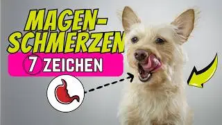7 Zeichen für unbemerkte Magenschmerzen beim Hund 💥