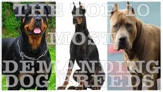 The Top 10 Most Demanding Dog Breeds of 2024