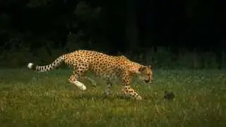 Cheetah - Super Slow Motion (HD)