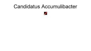 Candidatus Accumulibacter