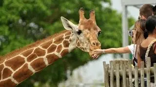 Жираф. Московский зоопарк. Giraffe. Moscow Zoo