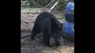This GIANT BEAR Came for One Thing&hellip;