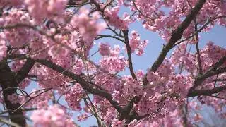 Deep Relaxing Piano Music - Stress Relief, Sleep, Study & Inner Peace