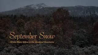 September Snow - White Meets Yellow in the J&auml;mtland Mountains