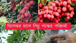 Important to take care of litchi trees in December ডিসেম্বর মাসে লিচু গাছের পরিচর্যা 