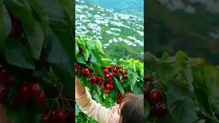 Yummy fresh Juicy Cherry picking 🍒🍒🍒#shorts #asmr #cherry