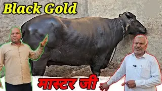 Champion 🏆 Murrah Buffalo Beauty Queen 👸 Murrah Super Excellent Quailty With Ultimate Beauty #viral