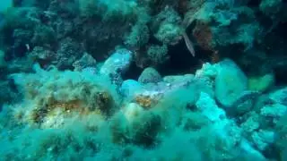 Polpo femmina in tana con uova