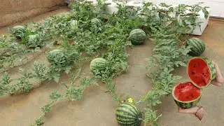 Succulent red fruit - with a simple way to grow watermelon easy for everyone