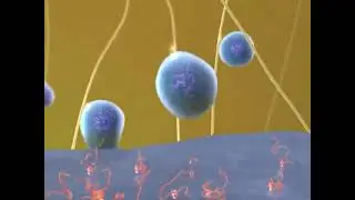 Mastering Biology BioFlix Animation Tour of an Animal Cell