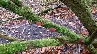Nature Insights - Jew's or Jelly Ear Fungus on Elder Trees