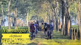 The numaligarh elephant herd charging humans (clip 2)