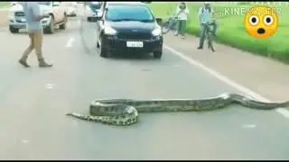 python crossing road in the morning 18-foot snake