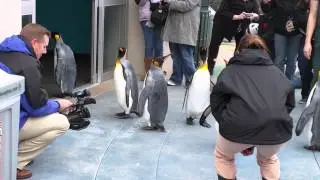 Penguin walk at the KC Zoo