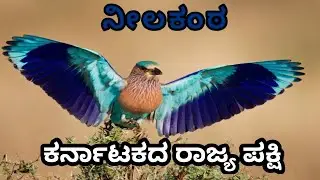 State Bird Of Karnataka | Kannada | ನೀಲಕಂಠ - ಕನಾ೯ಟಕದ ರಾಜ್ಯ ಪಕ್ಷಿ | Facts | Information