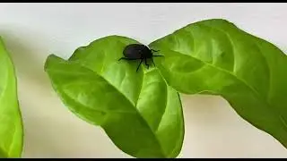 35. Click Beetle Exploring on Green Leaf | Daily Life of Tiny Insects