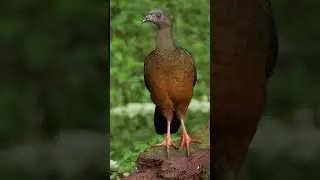 Young Sickle-winged Guan #shorts