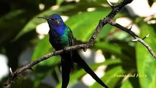 SWALLOW-TAILED HUMMINGBIRD (EUPETOMENA MACROURA), BEIJA-FLOR-TESOURA, POLINIZADORES, EXOTIC BIRD.