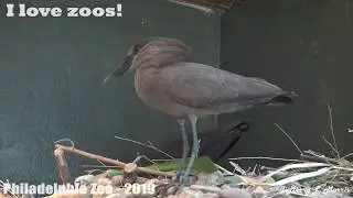 Philadelphia Zoo Hammerkops Building Nest