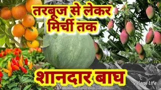 Indian Best Fruit Vegetable Garden | Mango Garden | Village Life #villagelife #fruit #indianfarmer