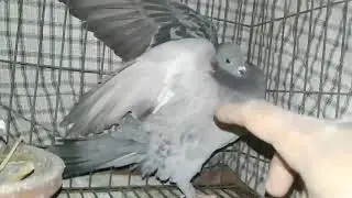 Angry Pigeons Attack Human .