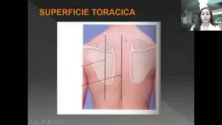 12 EXAMEN TORAX PULMONAR