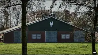 Vogelgriep in Bennekom en Swifterbant, tienduizenden kippen afgemaakt
