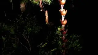 Home garden rain chain in action