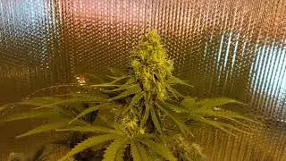 Monster OG Kush fly by (11 and a half weeks old)