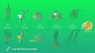COUSIN video - #2: The importance of Crop Wild Reltives