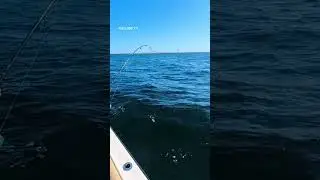 snagging bunker off coast of long island
