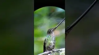Sword-billed Hummingbird( Ensifera Ensifera) #birdingperutrips #shorts #birdsofperu #avesperu #birds