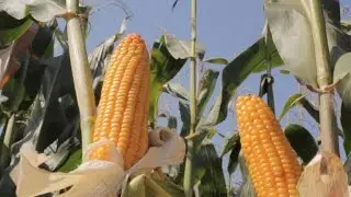 Supporting Ukraine's farmers and global food security