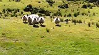 Irish Shepherd on Ring of Kerry