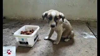 This is the story of the only puppy who survived