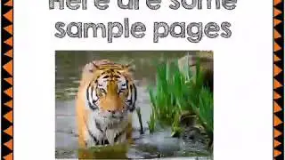 Non-chronological Reports - The Tiger