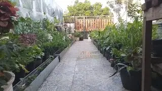 Ini dia tampilan baru sudut hijau kebun rumah 😍🤭‼️