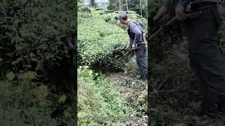 Tea Bush Removal: Efficient Management with Mechanization