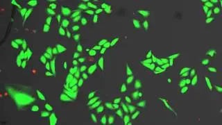 LIVE DEAD Cell Imaging kit on the EVOS Auto Imaging System