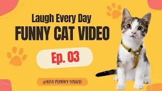 Noble Cat Spa Day - Gone Absolutely Wrong | Episode 3 | Funny Cat video