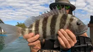 SHEEPSHEAD FISHING IN SARASOTA FL #abf #fiddlercrab #lovefishing #sheepsheadfishing #alwaysbefishin
