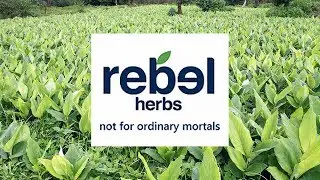 Rebel Herbs - Not For Ordinary Mortals