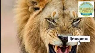 Ice Monster vs Lion & Tiger | Epic Jungle Battle#cartoon #animals #lion 