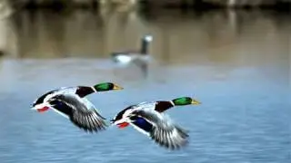 Midday Duck Hunting