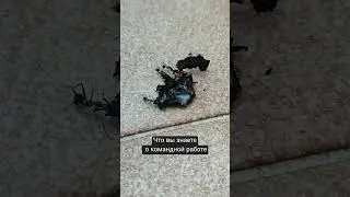 Командная работа💪 #забавныеживотные #animals  #workout #teamwork #shortvideo #funnyshorts #fypage