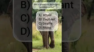 Amazing Animal GK Facts | Test Your General Knowledge